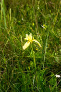 Image of Large yellow moraea