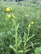 Image of nodding ragwort