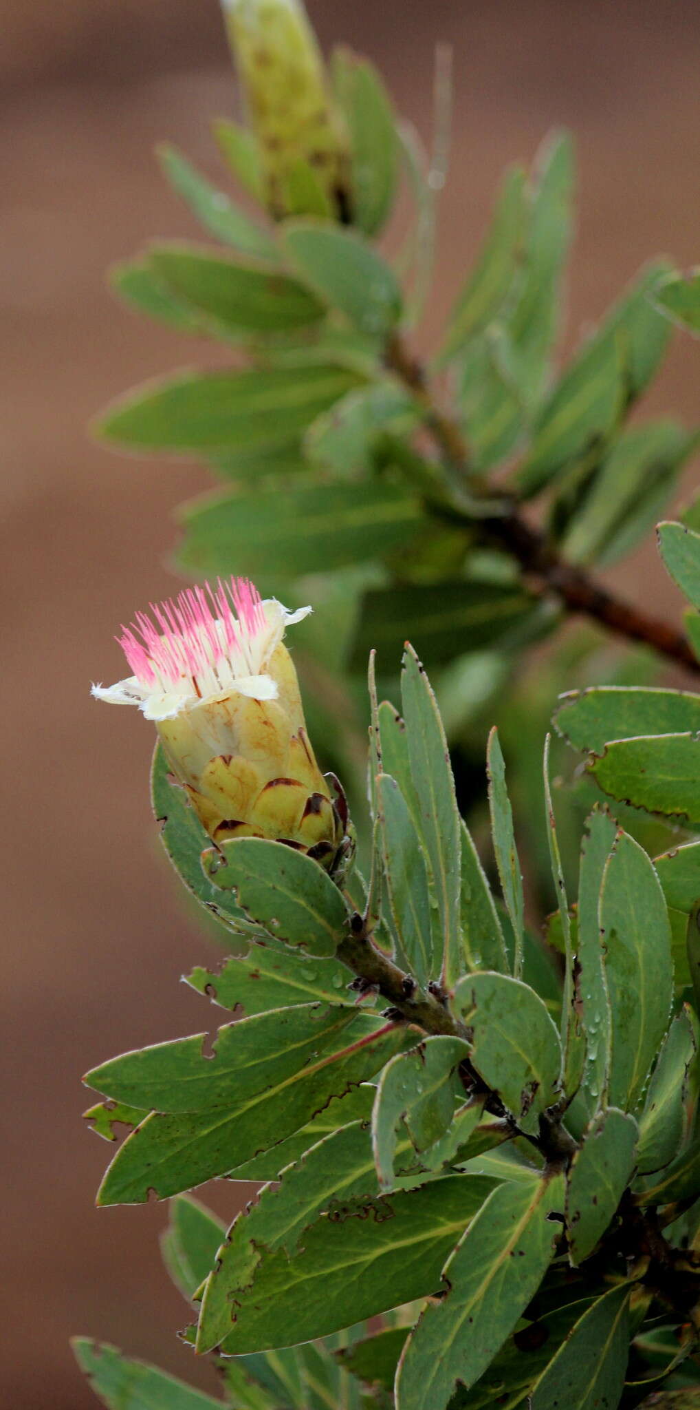 Plancia ëd Protea subvestita N. E. Br.