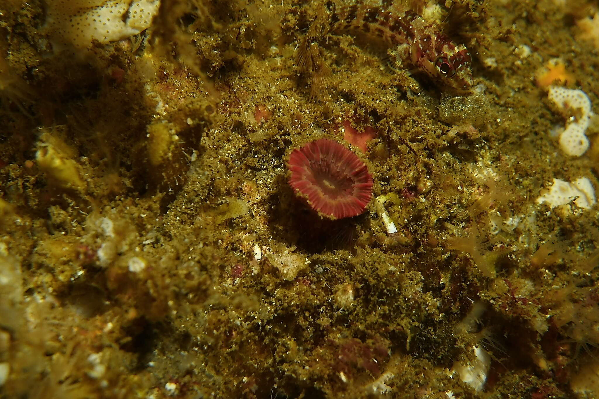 Image of brown stony coral