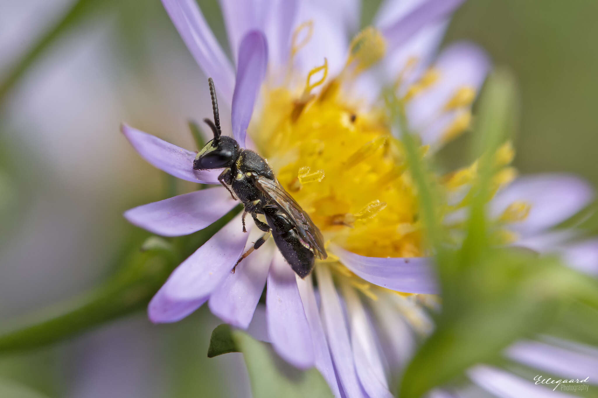 Image of Hylaeus communis Nylander 1852