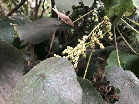 Image of parasol leaf tree