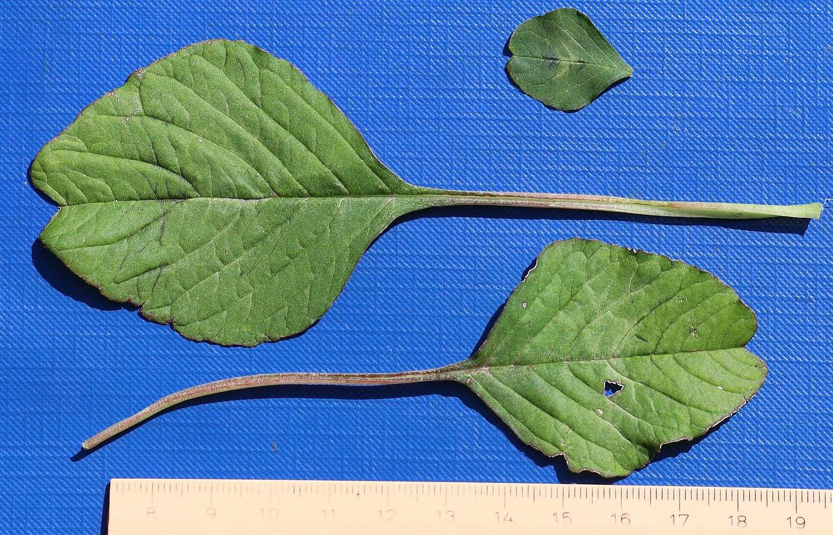 Image of Amaranthus emarginatus subsp. emarginatus