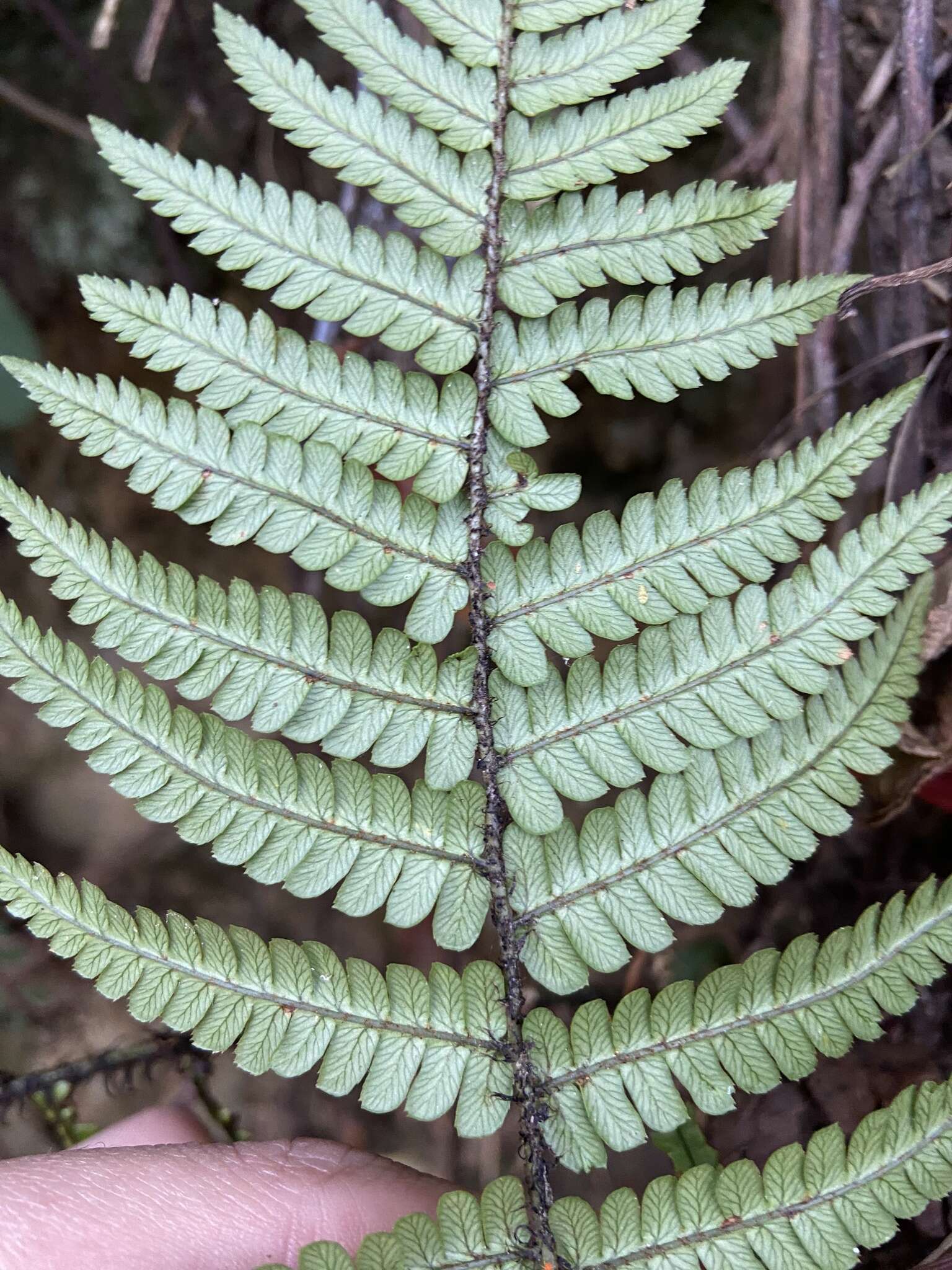 Imagem de Dryopteris lepidopoda Hayata