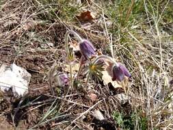 Image of Pulsatilla pratensis subsp. hungarica Soó