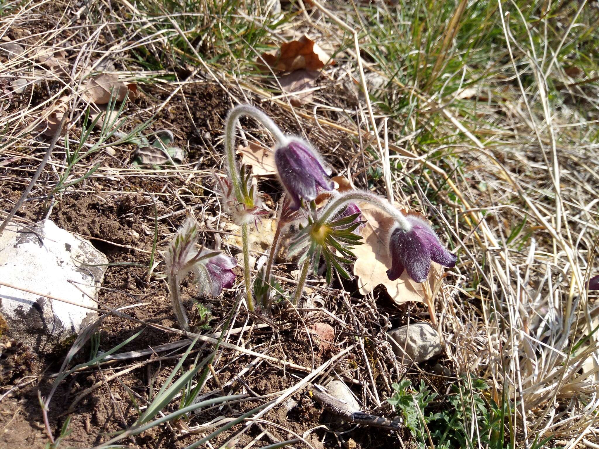 Image of Pulsatilla pratensis subsp. hungarica Soó