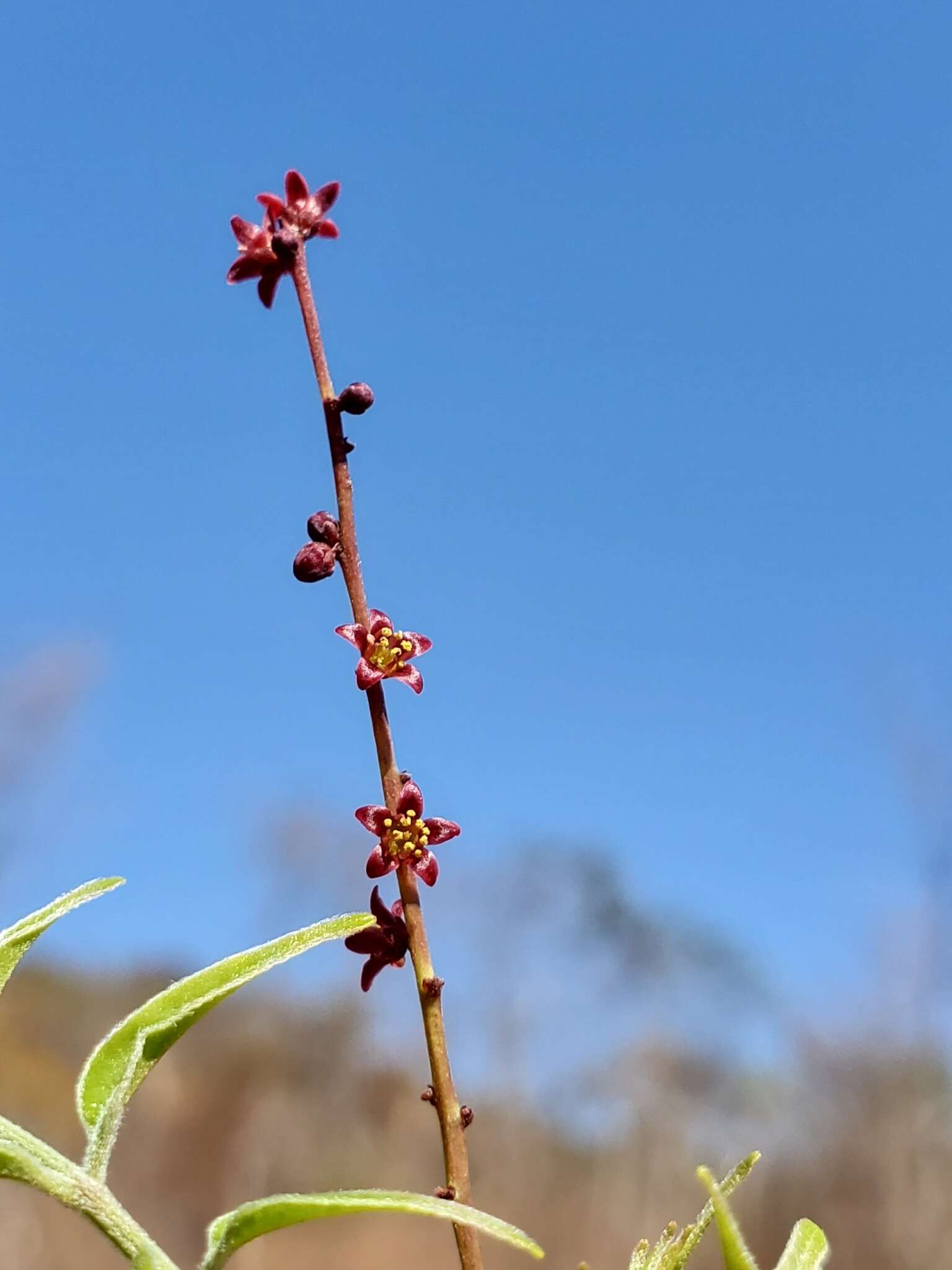 Image of Operculicarya gummifera (Sprague) Capuron