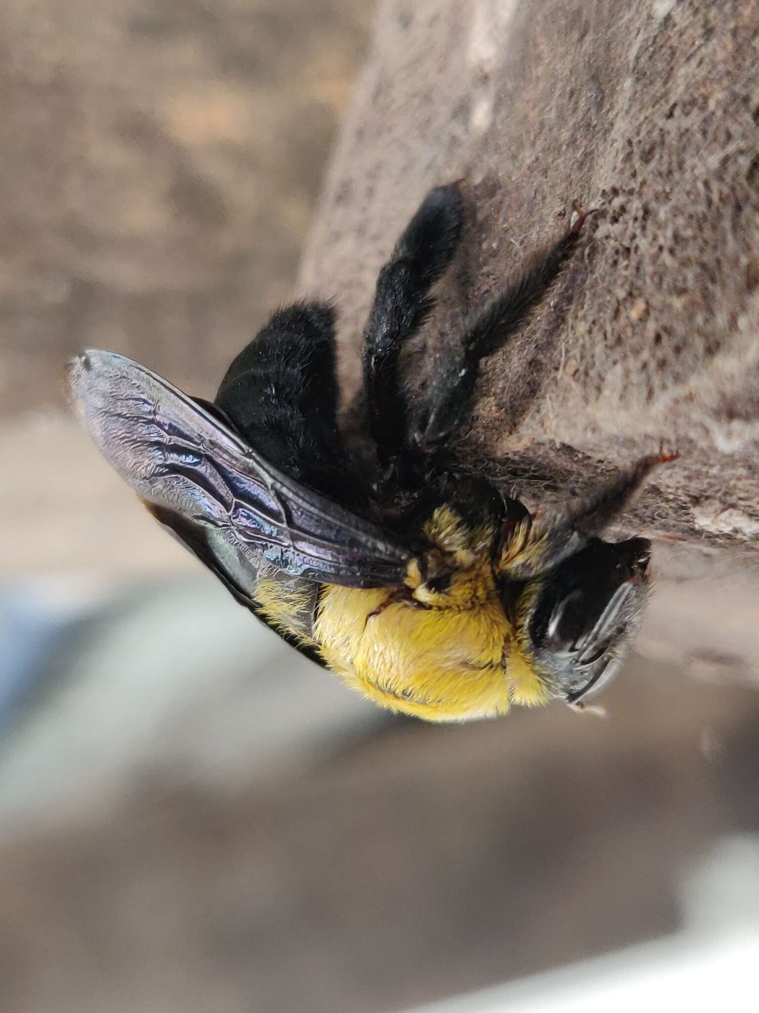 Plancia ëd Xylocopa ruficornis Fabricius 1804