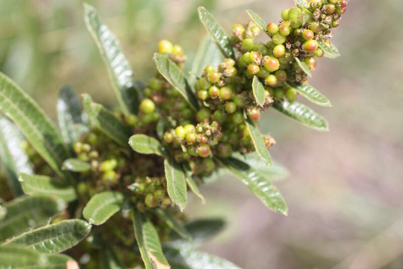 Image of Searsia discolor (E. Mey. ex Sond.) Moffett