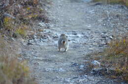 Imagem de Esquilo-do-ártico