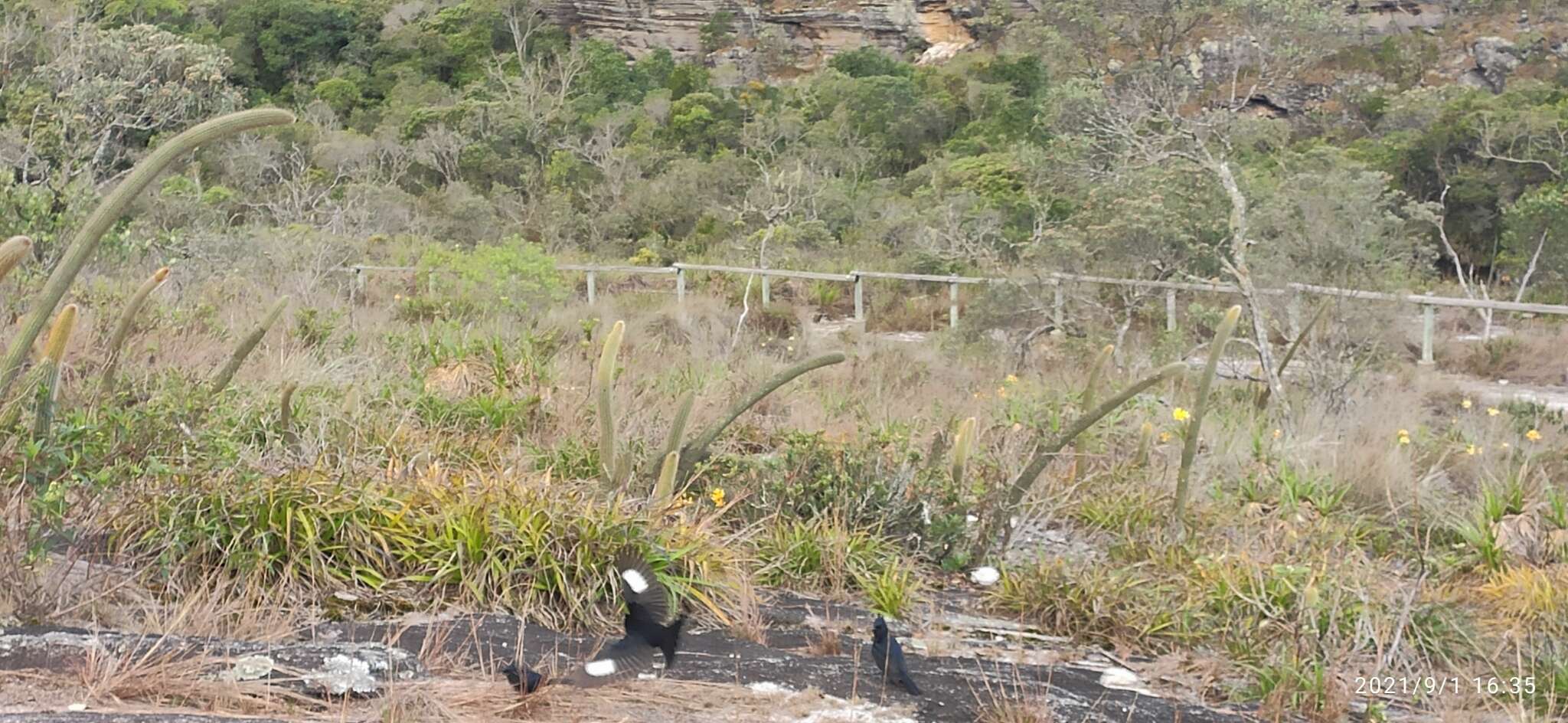 Image of Crested Black Tyrant