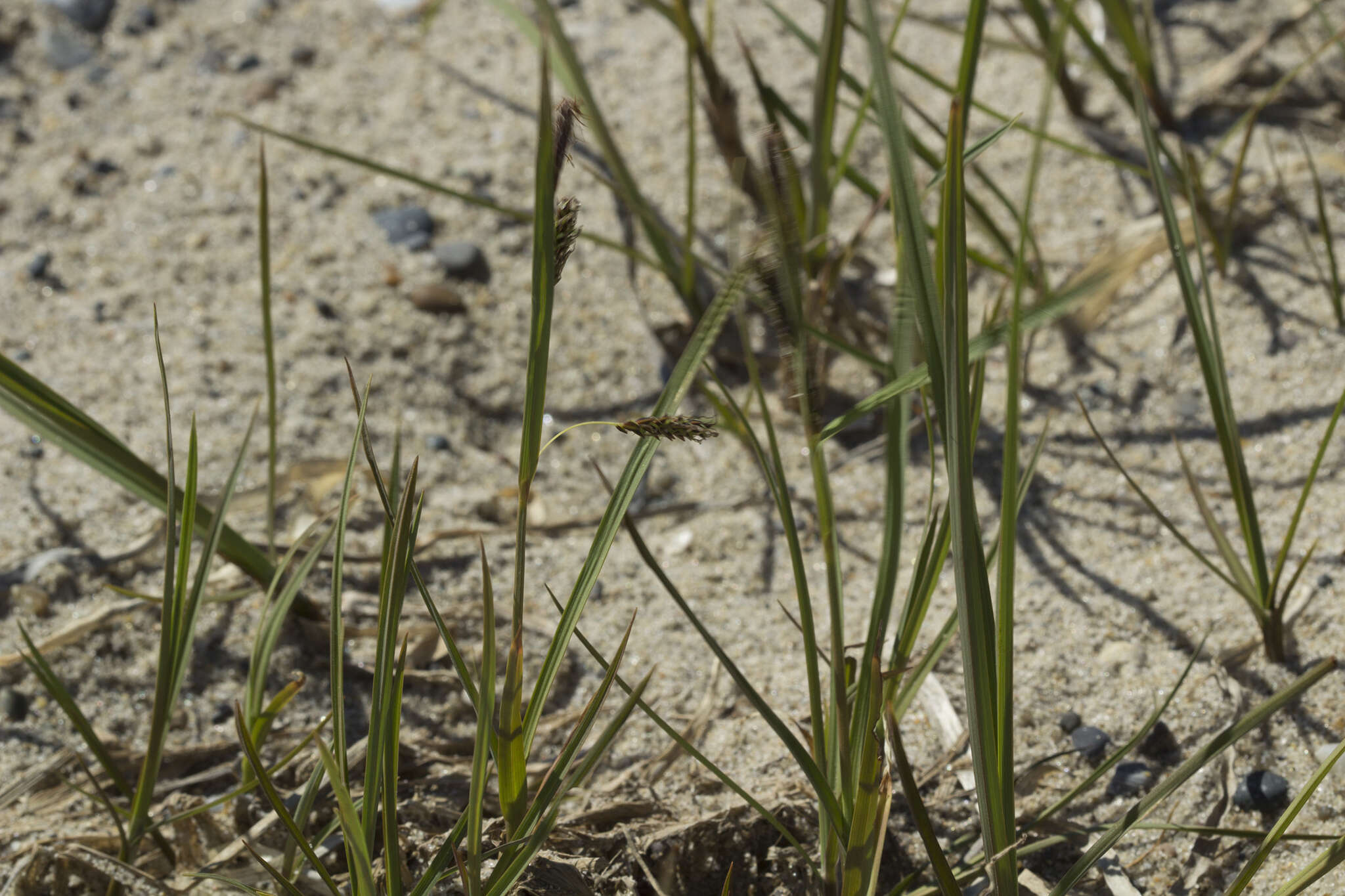 Image of Hoppner's Sedge