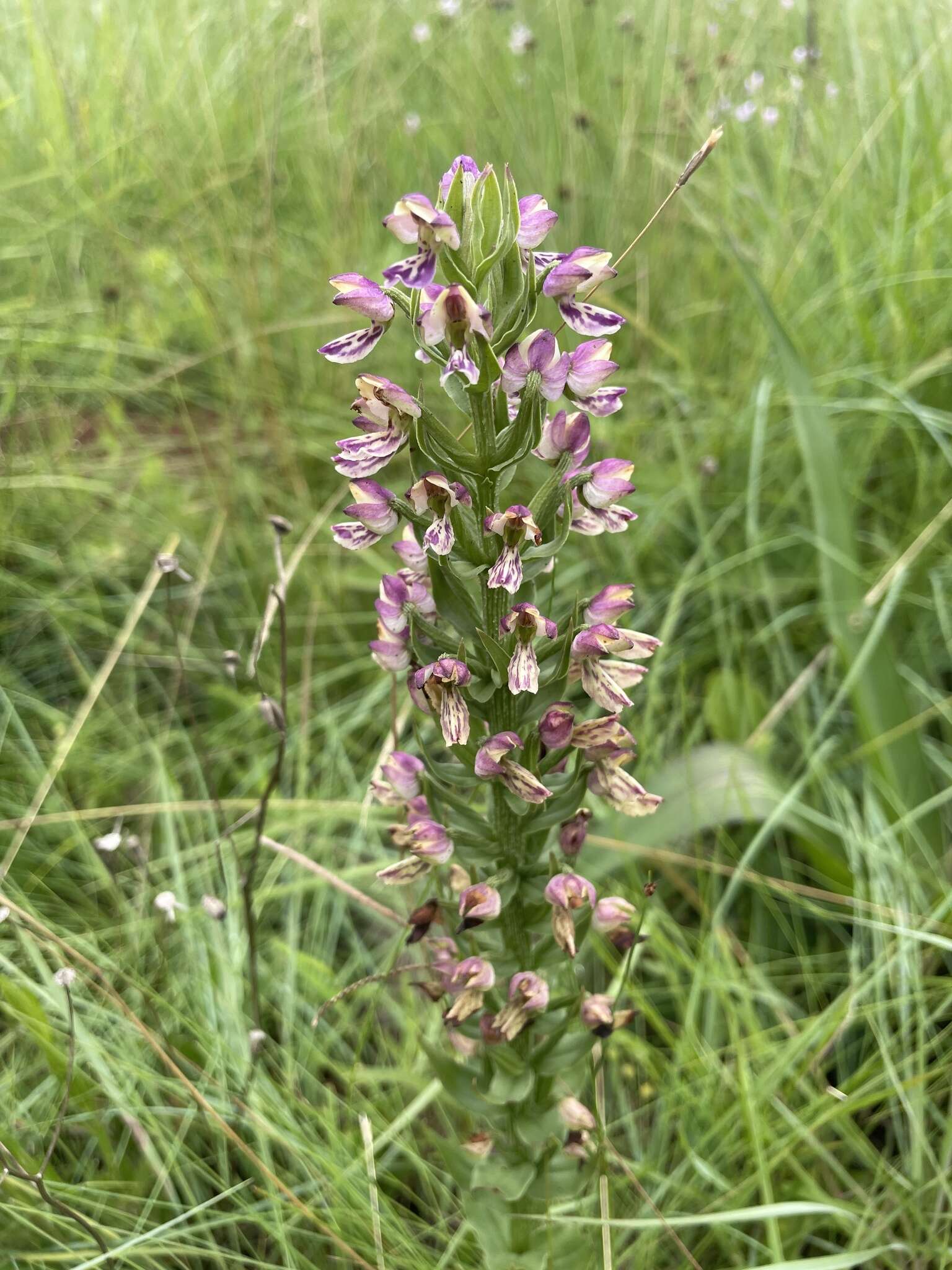 Image of Brachycorythis ovata subsp. ovata