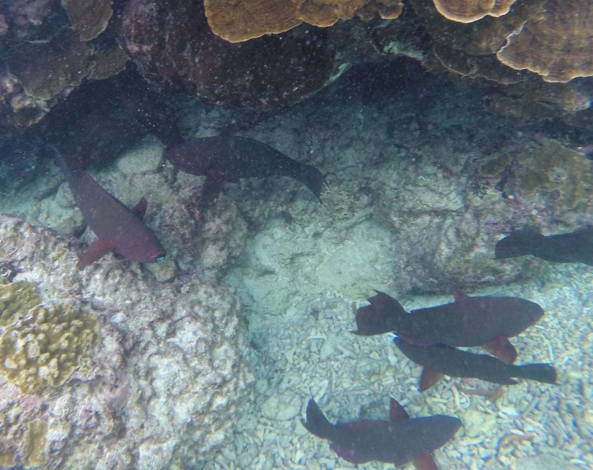 Image of Filament-finned Parrotfish