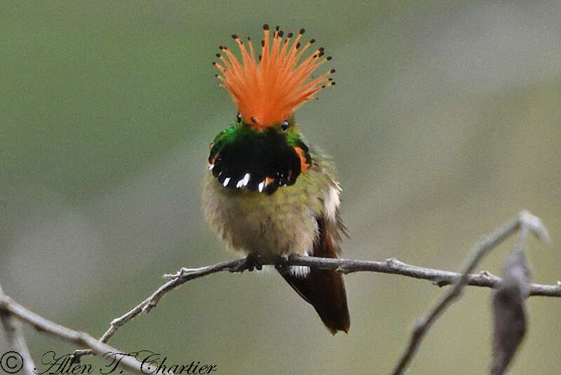 Image of Rufous-crested Coquette
