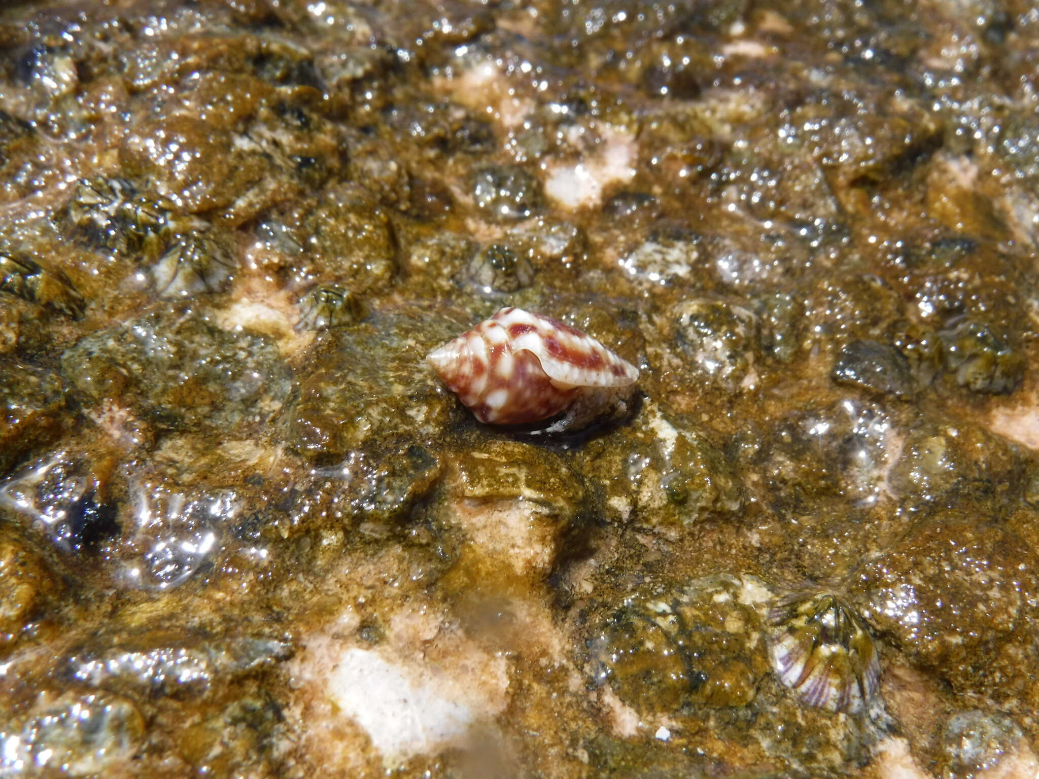 Image of Conasprella pealii (Green 1830)