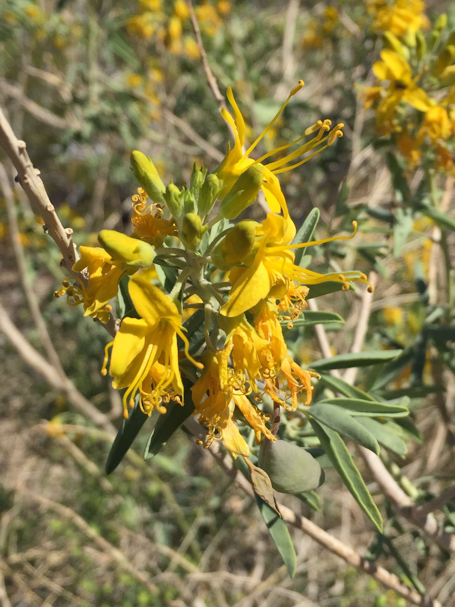 Image of bladderpod spiderflower