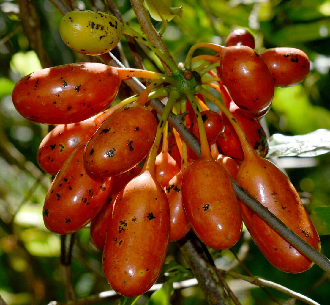 Image of Uvaria concava Teijsm. & Binn.