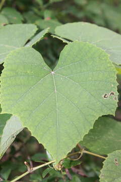 Image of graybark grape