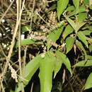 Image of Miconia spicellata Bonpl. ex Naud.