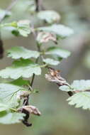 Image of Eriocrania semipurpurella pacifica Davis 1978