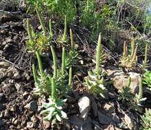 Image of Orostachys malacophylla (Pall.) Fisch.