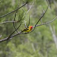 Image of Western Tanager