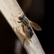 صورة <i>Anasimyia bilinearis</i>