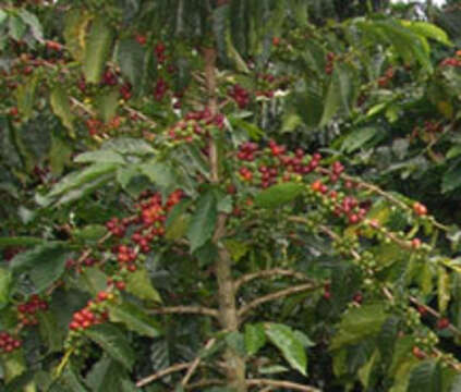 Image de Coffea arabica L.