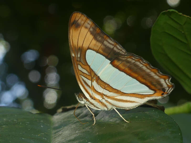 Слика од Adelpha thoasa