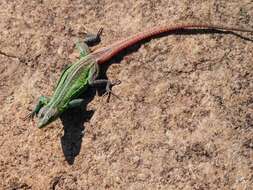 Image of Sekukhune Flat Lizard