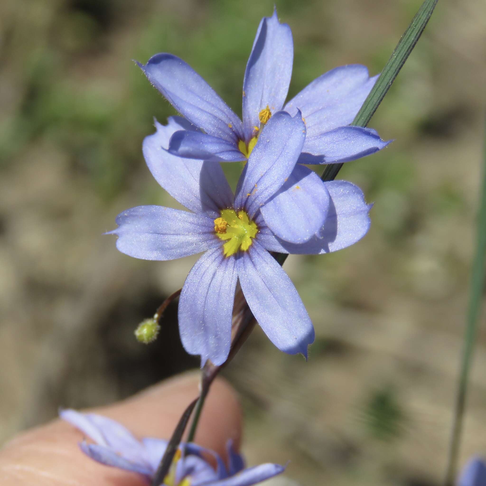 Image of Spear-Bract Blue-Eyed-Grass