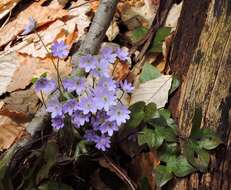 Plancia ëd Hepatica nobilis var. acuta (Pursh) Steyermark