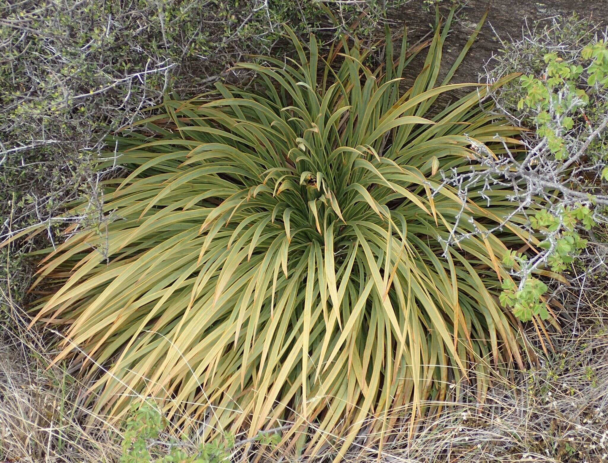 Image of Aciphylla aurea W. R. B. Oliv.