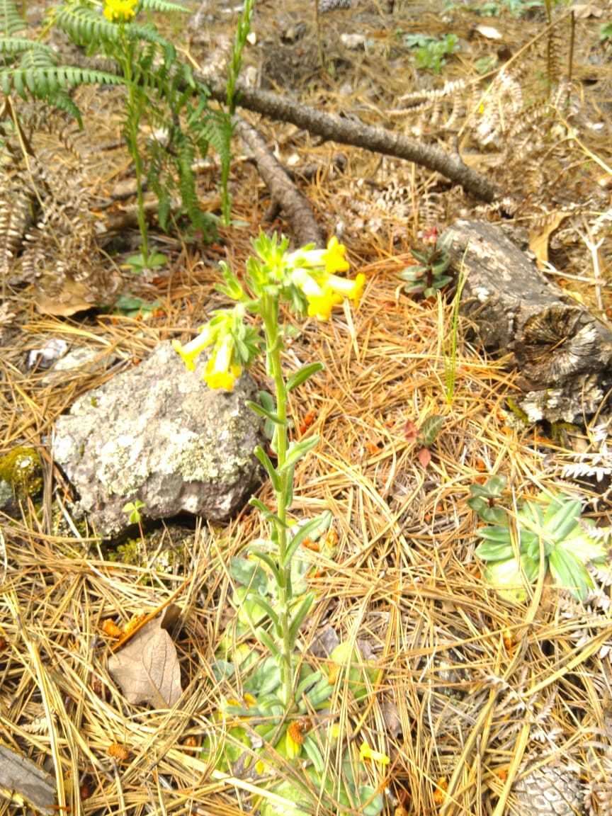 Image of Lithospermum obovatum Macbr.