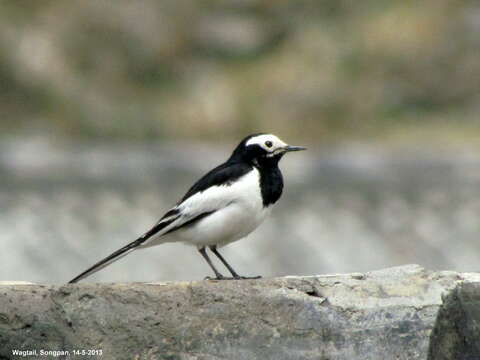 Image of Motacilla alba alboides Hodgson 1836