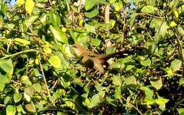 Image of Cuban Lizard-cuckoo