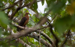 صورة Macropygia tenuirostris Bonaparte 1854