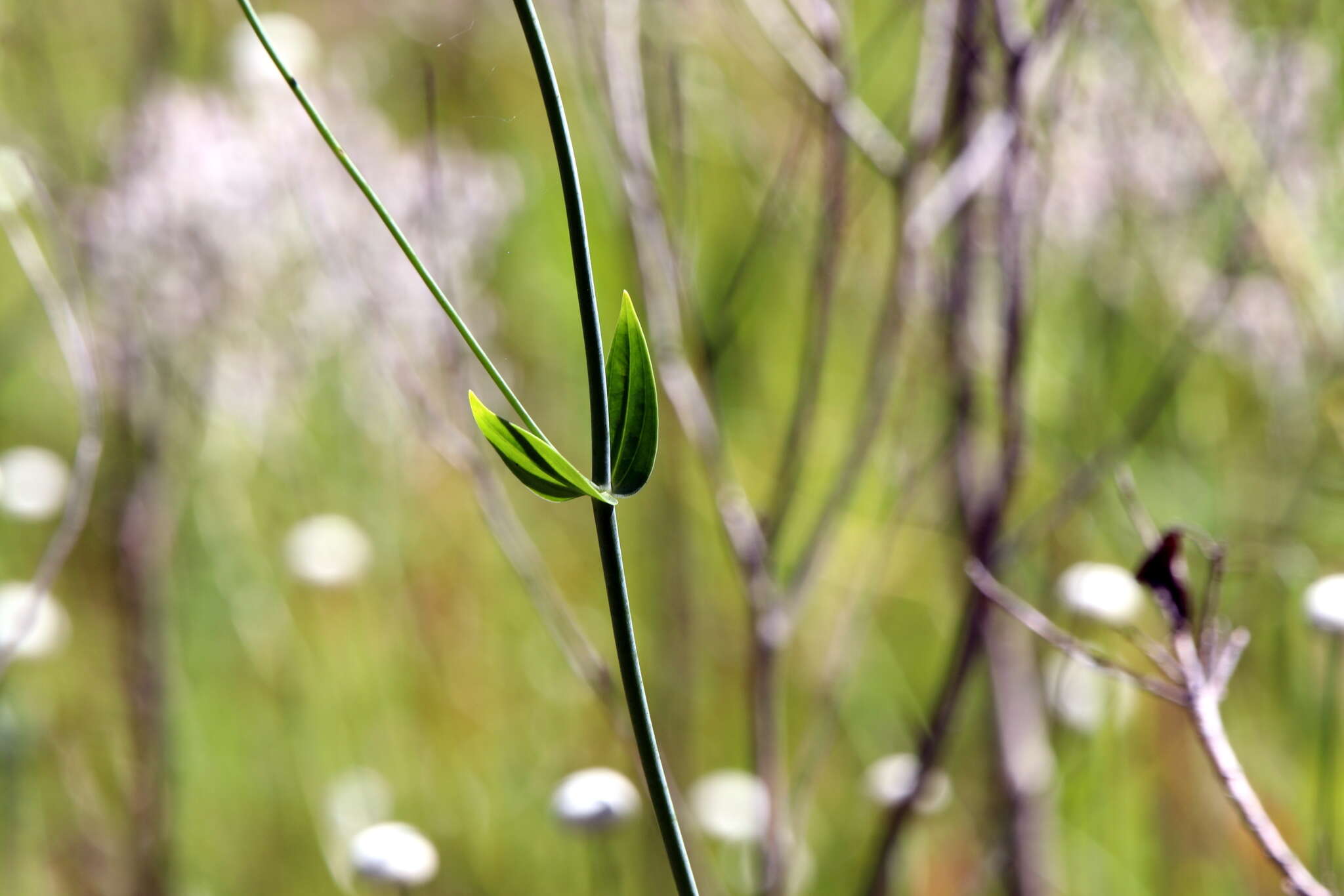 <i>Sabatia <i>macrophylla</i></i> var. macrophylla resmi