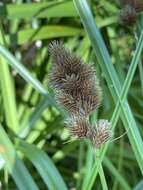 Image of blunt broom sedge