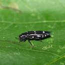 Agrilus guerinii Lacordaire ex Boisduval & Lacordaire 1835 resmi