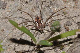 Image of <i>Dasylobus argentatus</i>