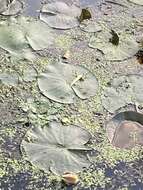 Image de Nymphaea odorata subsp. tuberosa (Paine) J. H. Wiersema & C. B. Hellquist