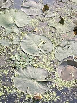 Image of American white waterlily