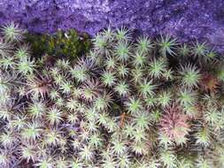 Image of Polytrichum subpilosum Palisot de Beauvois 1805