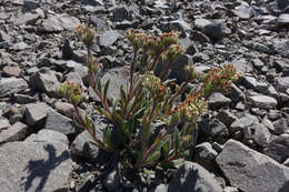 Image of Myosotis traversii var. cantabrica L. B. Moore