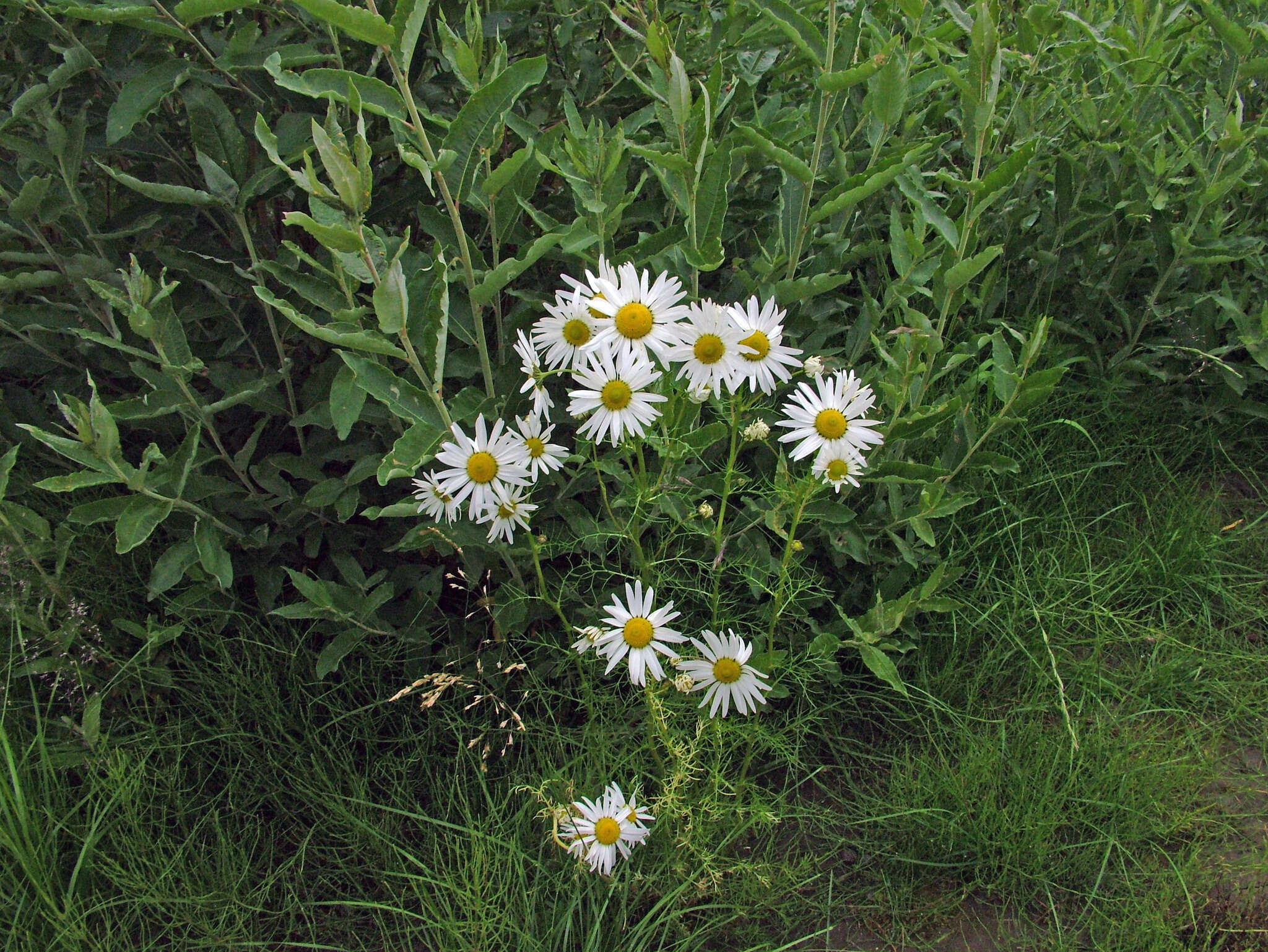 Image of Tripleurospermum subpolare Pobed.