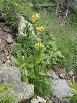 Imagem de Gentiana burseri subsp. villarsii (Griseb.) Rouy