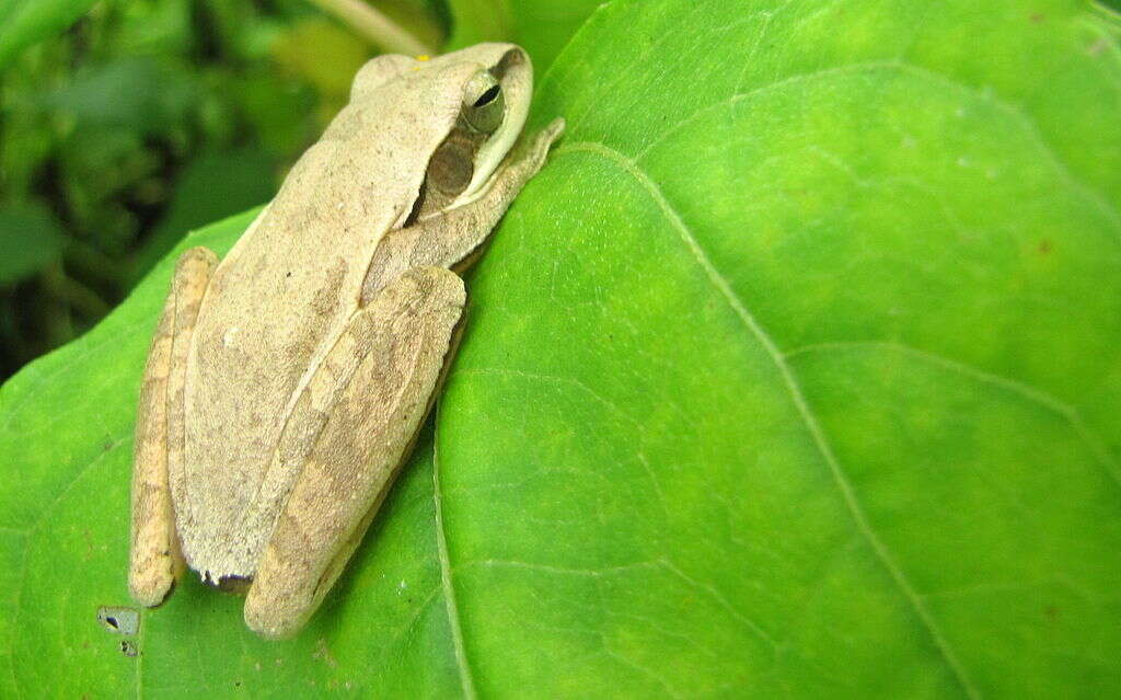 Image of Himalayan Tree Frog