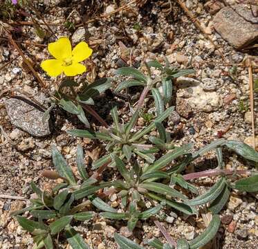 Image of paleyellow suncup